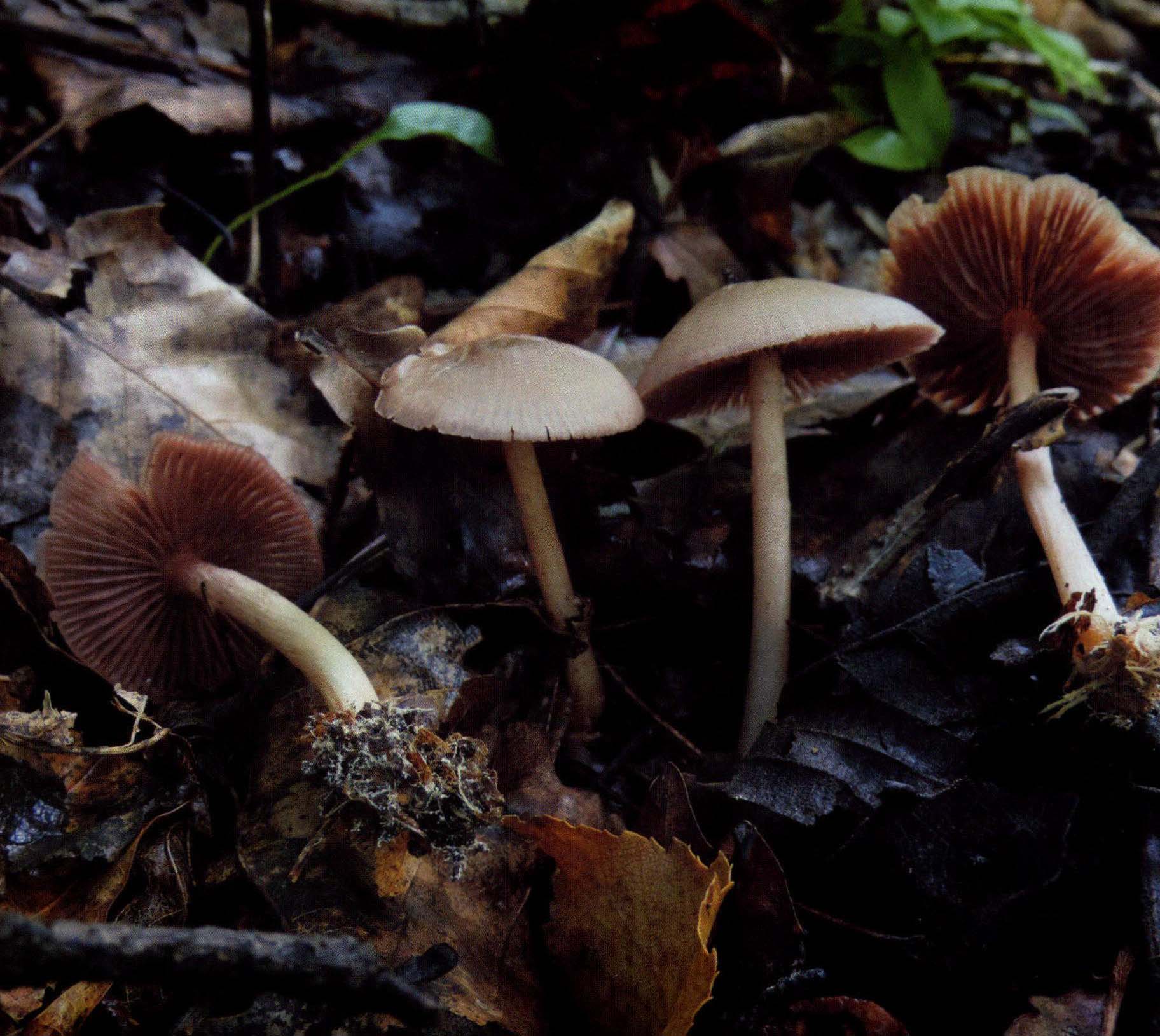 Mycena pelianthina (Fr.) Quél.